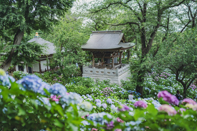 花の横浜川崎